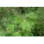 3Jaapanivaher'Aconitifolium'.png