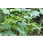 Acer platanoides.jpg