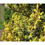 3 'Suecica Aurea'.png