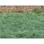 Juniperus horizontalis 'Icee Blue'.png