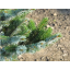 Picea bicolor.png