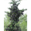 Picea omorika.png