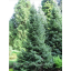 Picea omorika2.png