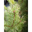 Pinus sylvestris 'Filingsgold' 2.png