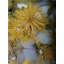 Pinus sylvestris 'Filingsgold'.png