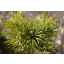 Pinus sylvestris Jakutsk 2.jpg
