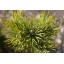 Pinus sylvestris Jakutsk 2.jpg