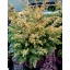 Suecica Aurea.jpg