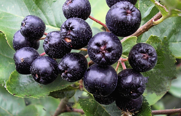 aronia-melanocarpa-fruits-1(1).jpg (164 KB)